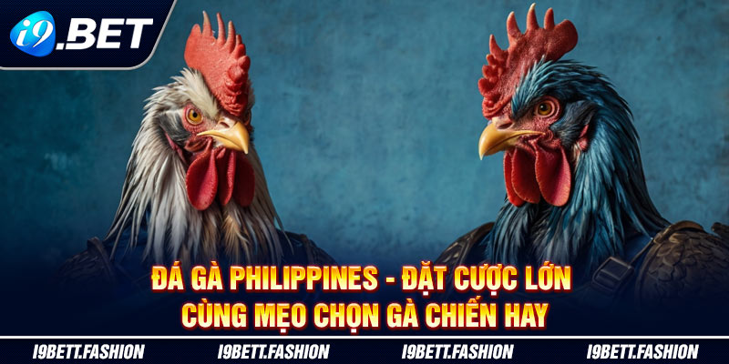 Đá Gà Philippines - Đặt Cược Lớn Cùng Mẹo Chọn Gà Chiến Hay