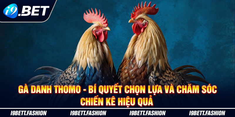 Gà Danh Thomo - Bí Quyết Chọn Lựa Và Chăm Sóc Chiến Kê Hiệu Quả