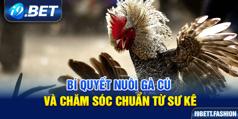 Bí Quyết Nuôi Gà Cú Và Chăm Sóc Chuẩn Từ Sư Kê