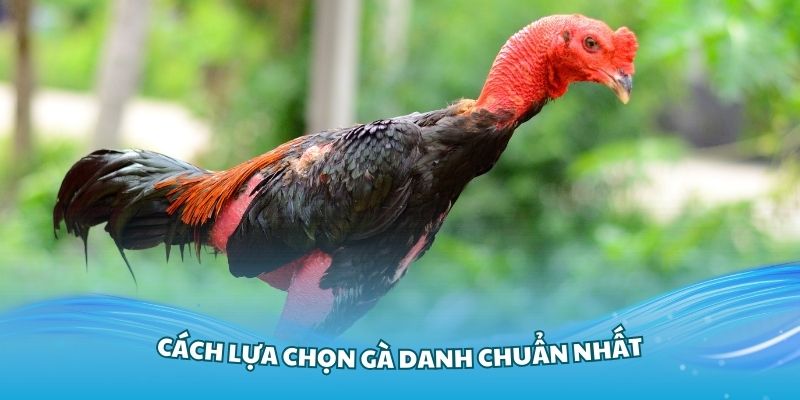 Tìm hiểu về quy trình lựa chọn giống gà cú chất lượng