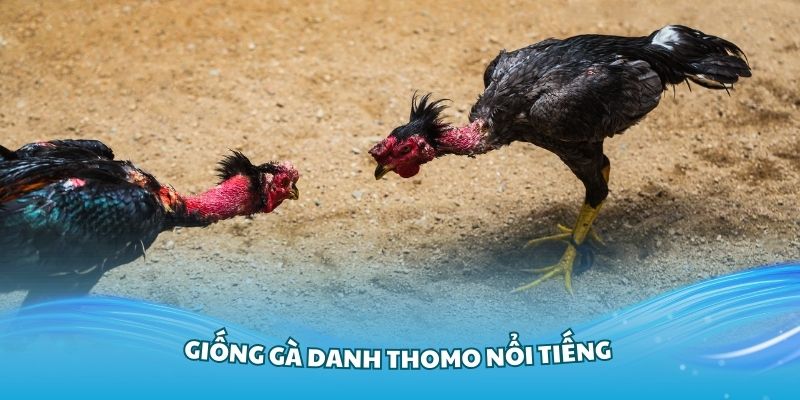 Tìm hiểu chi tiết về giống gà danh Thomo nổi tiếng