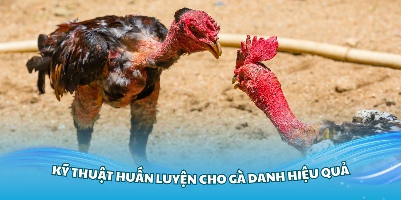 Tìm hiểu về quy trình huấn luyện gà Cú chuẩn nhất